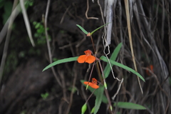 Impatiens aadishankarii